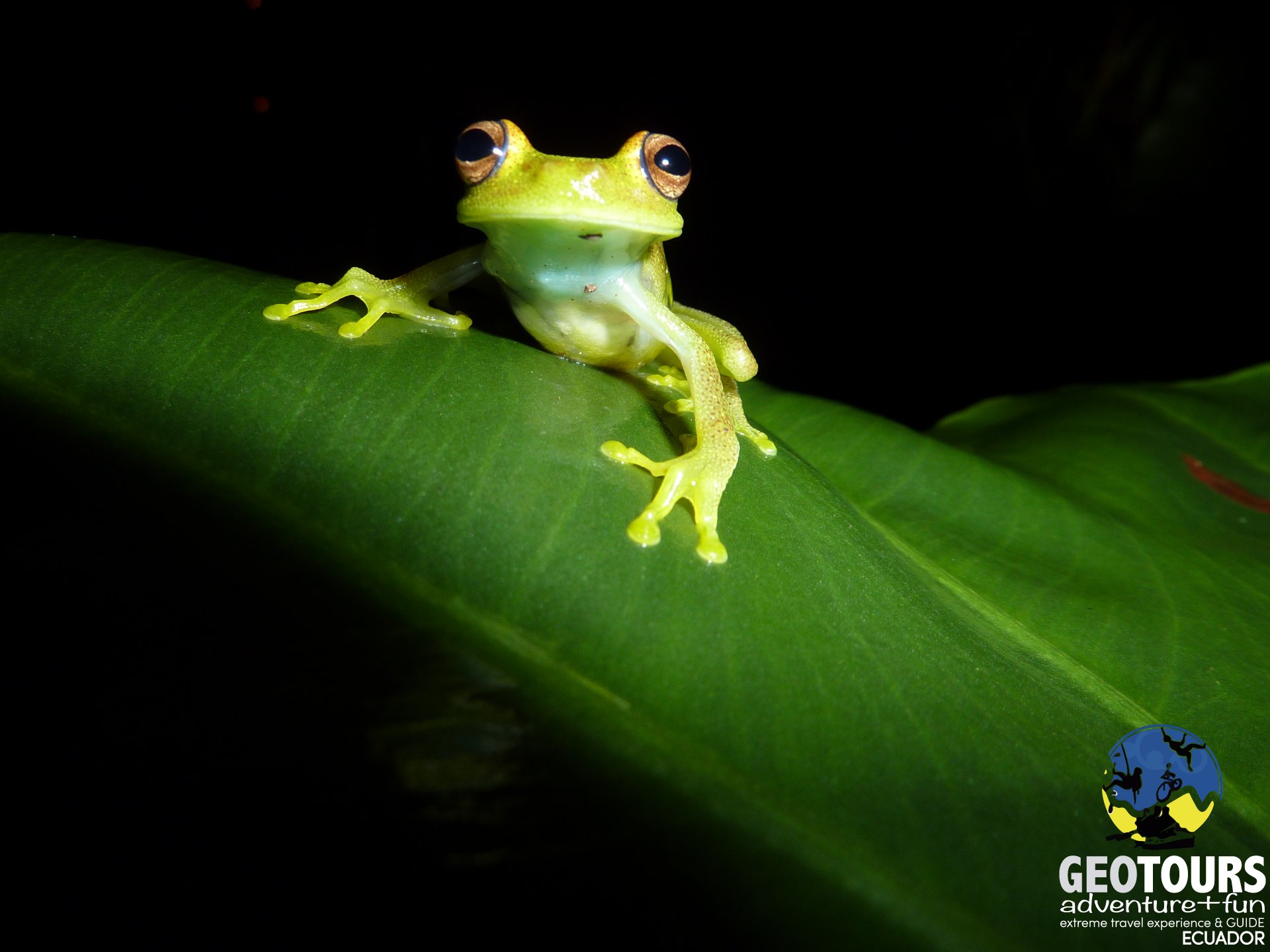Canoe tour through the Cuyabeno rainforest, Ecuadorian Amazon